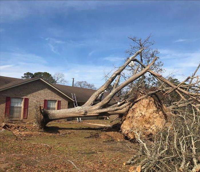 A tree pulled out of the ground with its roots exposed.