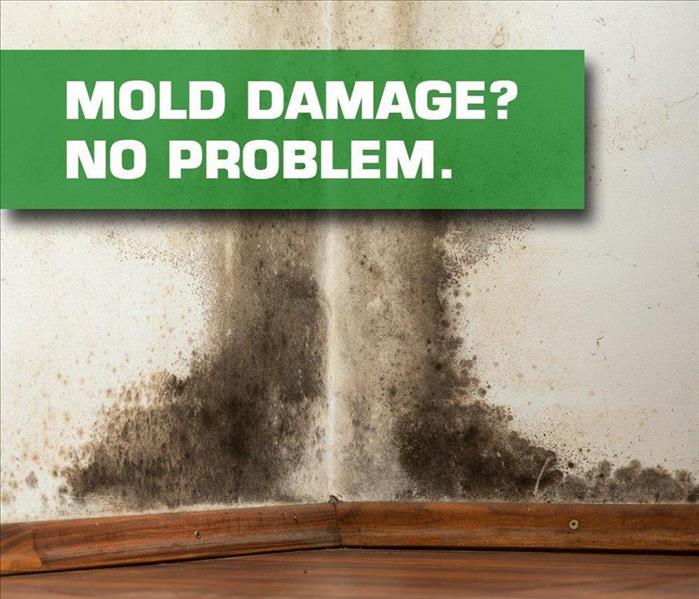 Mold growth on an exterior wall in a home.