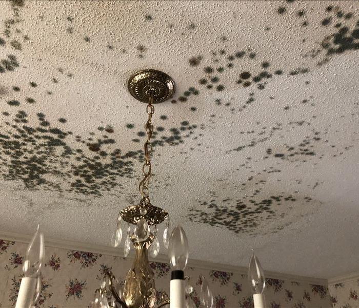 mold inside a home